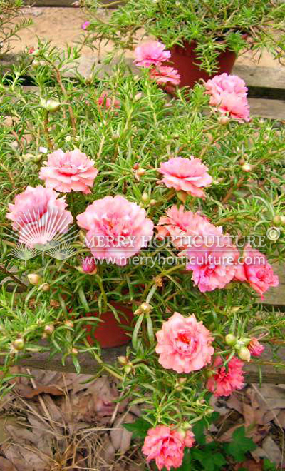 Portulaca orange pink